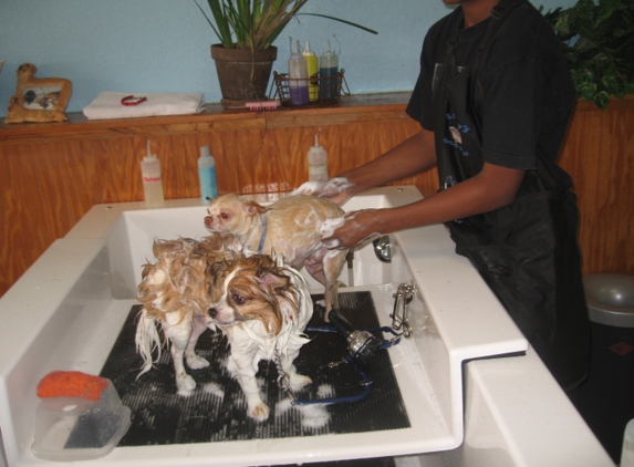 Barkley's Do It Yourself Dog Wash & Professional Groom Spa - North Palm Beach, FL