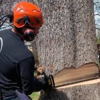 Gardner Tree Service gallery