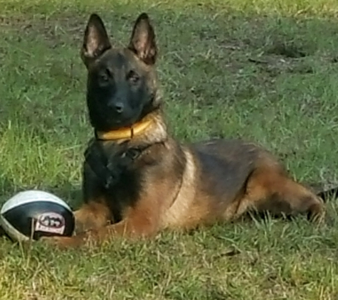 MBP Belgian Malinois - Fairhope, AL