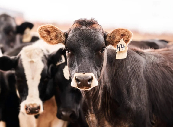 Southern Stockfeeds - Loddon, VIC