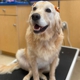 Petsense by Tractor Supply