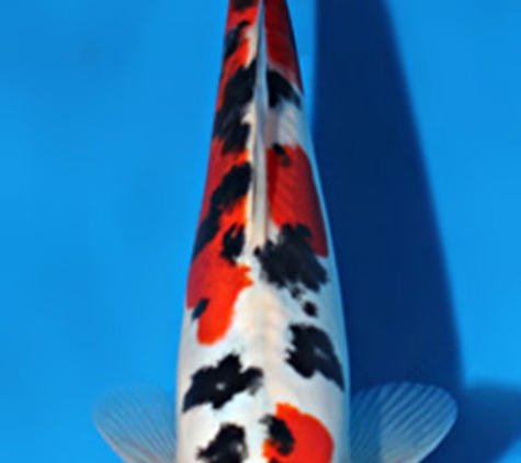 New England Koi & Pond Supply - South Hadley, MA