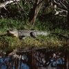 Everglades Excursions gallery
