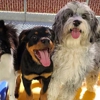 Top Notch Kennels gallery