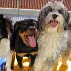 Top Notch Kennels