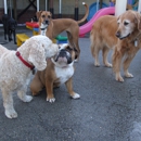 Central Bark Doggie Day Care - Shuttle Service