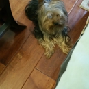 Scissors And Suds Mobile Dog Grooming - Pet Grooming