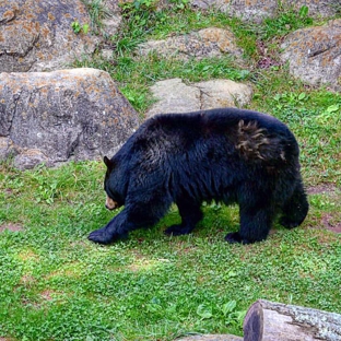 Wnc Nature Ctr - Asheville, NC