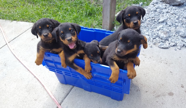 Dupree's Rottweiler Breeding and Stud Services - Greenville, NC. Purebred Rottweiler - Greenville, NC 
DuPree's Rottweiler puppies