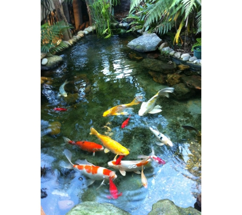 Angelfish Aquariums - Carlingford, NSW
