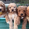 Texan Doodles - Breeder San Antonio, Texas gallery