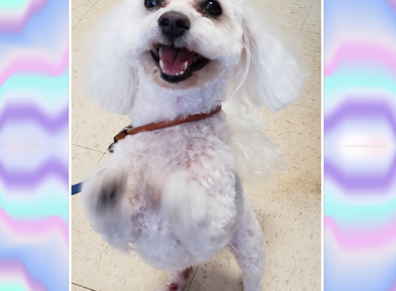 Alis Palis Pet Grooming - Saint Louis, MO