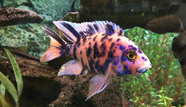 Tropical World Pets - Saint Louis, MO