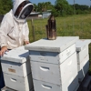 Delpa Bee Removal gallery