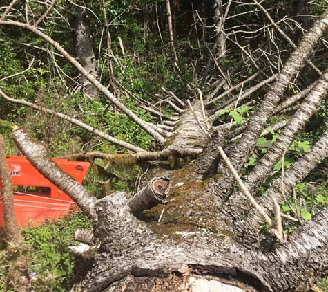 All Tree & Stump Works - Palm Beach, QLD