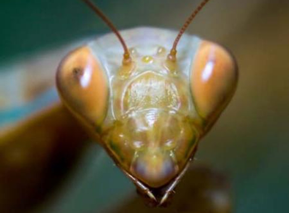 Termite Technology - Albury, NSW