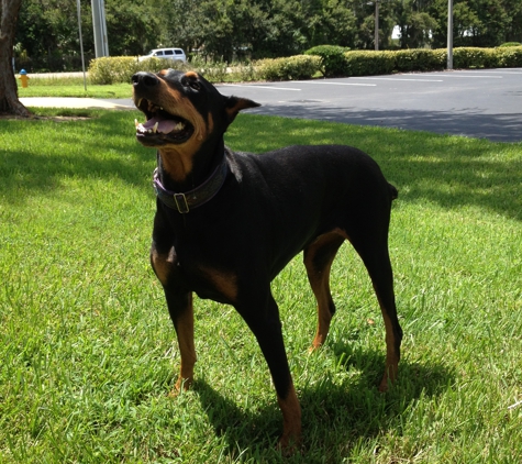 My Pets Animal Hospital - Lakeland, FL