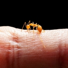 Miche Pest Control