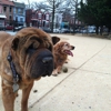 Friends-Columbia Heights Dog Park gallery