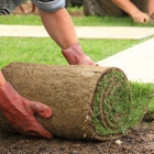Affordable Stump Grinding & Tree Service