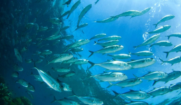 Seaford Bait Pty Ltd - Dandenong, VIC