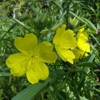 North Carolina Botanical Garden gallery