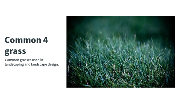 Arrowhead Scapes. Common 4 Grass