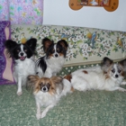 Salina Pet Parlor