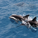 Aloha Key West Dolphin Charter - Diving Excursions & Charters