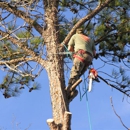 Tree Service Plus - Tree Service