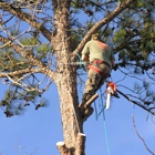 Tree Service Plus