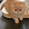 Silvermeows.net gallery