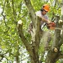Green's Tree Service - Tree Service