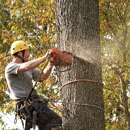 Jaime's Tree Service - Stump Removal & Grinding