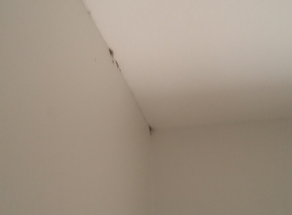 Carolina Breeze Apartments - Myrtle Beach, SC. Roach nest in the crese of the walls