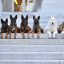 Puppy Love Dogs - Dog Training