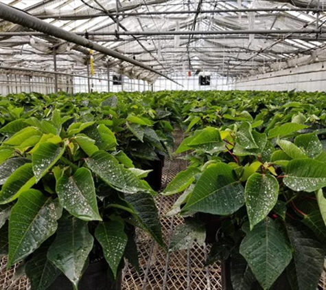 Colonial Gardens Flower Shop & Greenhouse - Huron, OH