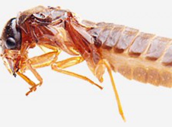 Rockingham Pest Control - Waikiki, WA