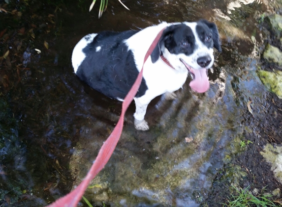 Rock City Gardens. My dog loves the water at rock city gardens.