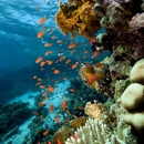 Bottled Ocean Inc - Aquariums & Aquarium Supplies-Leasing & Maintenance
