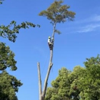 Georgia Tree Solutions Group