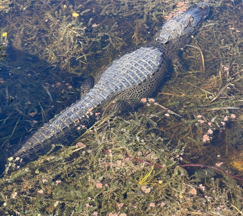 Loxahatchee National Wildlife - Boynton Beach, FL