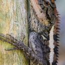 K&R Wildlife Trapping and Removal - Pest Control Services