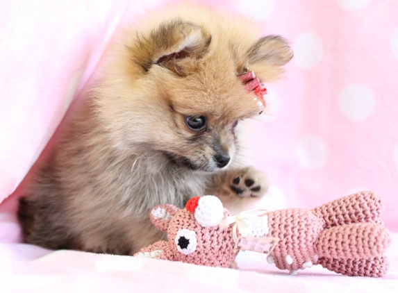 TeaCups, Puppies & Boutique - Davie, FL