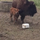 Boss Bison Ranch