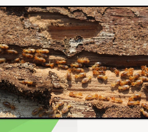Termite Technology - Albury, NSW. Professional Services