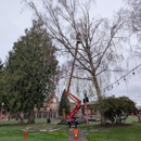 Salish Sea Tree Care & Consulting