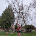 Salish Sea Tree Care & Consulting