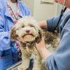 Bay Ridge Animal Hospital gallery