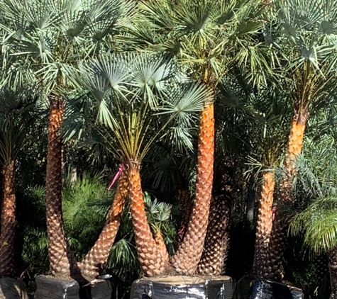 Unique Plants and Palms - Jacksonville, FL